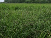 Carex acuta 14, Scherpe zegge, Saxifraga-Hans Boll