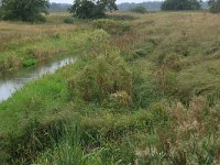 Carex acuta 15, Scherpe zegge, Saxifraga-Hans Boll