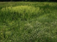 Carex acuta 19, Scherpe zegge, Saxifraga-Hans Boll