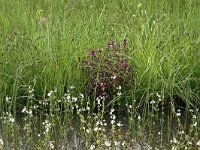 Carex acuta 2, Scherpe zegge, Saxifraga-Hans Boll