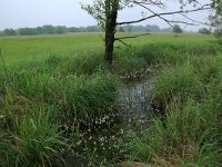 Carex acuta 20, Scherpe zegge, Saxifraga-Hans Boll