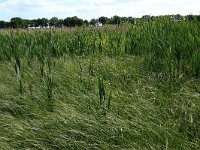 Carex acuta 24, Scherpe zegge, Saxifraga-Hans Boll