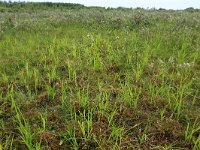 Carex acuta 27, Scherpe zegge, Saxifraga-Hans Boll