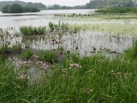 Carex acuta 3, Scherpe zegge, Saxifraga-Hans Boll