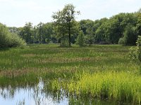 Carex acuta 8, Scherpe zegge, Saxifraga-Hans Boll