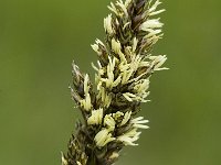 Carex appropinquata, Fibrous Tussock-sedge