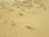 Carex arenaria, Sand Sedge
