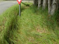 Carex arenaria 13, Zandzegge, Saxifraga-Rutger Barendse