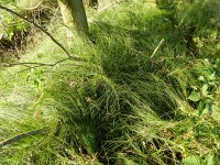 Carex arenaria 16, Zandzegge, Saxifraga-Rutger Barendse