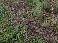 Carex arenaria 23, Zandzegge, Saxifraga-Hans Boll