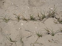 Carex arenaria 26, Zandzegge, Saxifraga-Willem van Kruijsbergen