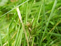 Carex brizoides 3, Trilgraszegge, Saxifraga-Rutger Barendse