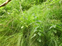 Carex brizoides 4, Trilgraszegge, Saxifraga-Rutger Barendse