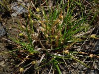 Carex caryophyllea, Spring-sedge