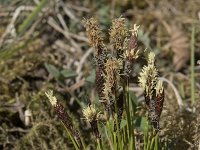 Carex caryophyllea 16, Voorjaarszegge, Saxifraga-Willem van Kruijsbergen