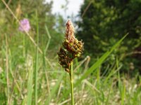 Carex caryophyllea 18, Voorjaarszegge, Saxifraga-Hans Grotenhuis