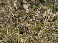 Carex caryophyllea 17, Voorjaarszegge, Saxifraga-Willem van Kruijsbergen