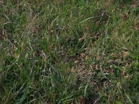 Carex caryophyllea 8, Voorjaarszegge, Saxifraga-Hans Boll