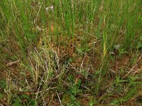 Carex curta 10, Zompzegge, Saxifraga-Hans Boll