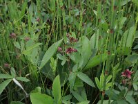 Carex curta 15, Zompzegge, Saxifraga-Hans Boll