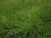 Carex curta 19, Zompzegge, Saxifraga-Hans Boll