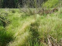 Carex curta 7, Zompzegge, Saxifraga-Rutger Barendse