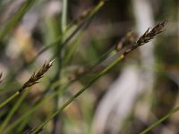 Carex davalliana 3, Veenzegge, Saxifraga-Peter Meininger