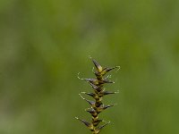 Carex davalliana, Davalls Sedge