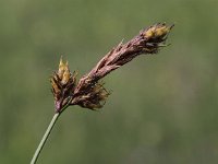 Carex disticha 1, Tweerijige zegge, Saxifraga-Peter Meininger