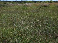 Carex disticha 11, Tweerijige zegge, Saxifraga-Hans Boll