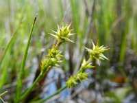 Carex echinata 10, Sterzegge, Saxifraga-Rutger Barendse