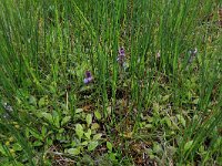 Carex echinata 13, Sterzegge, Saxifraga-Hans Boll