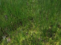 Carex echinata 14, Sterzegge, Saxifraga-Hans Boll