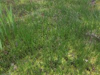 Carex echinata 16, Sterzegge, Saxifraga-Hans Boll