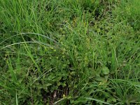 Carex echinata 17, Sterzegge, Saxifraga-Hans Boll