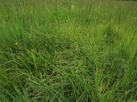 Carex echinata 18, Sterzegge, Saxifraga-Hans Boll