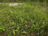 Carex echinata 19, Sterzegge, Saxifraga-Hans Boll