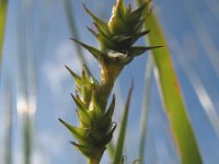 Carex echinata 2, Sterzegge, Saxifraga-Rutger Barendse