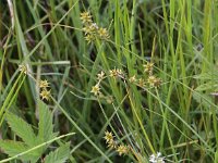 Carex echinata 4, Sterzegge, Saxifraga-Peter Meininger