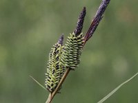 Carex elata 11, Stijve zegge, Saxifraga- Peter Meininger