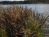 Carex elata 2, Stijve zegge, Saxifraga-Jan van der Straaten