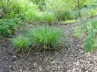 Carex elata 21, Stijve zegge, Saxifraga-Rutger Barendse