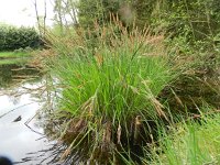 Carex elata 22, Stijve zegge, Saxifraga-Rutger Barendse