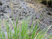 Carex elata 23, Stijve zegge, Saxifraga-Rutger Barendse