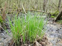 Carex elata 24, Stijve zegge, Saxifraga-Rutger Barendse