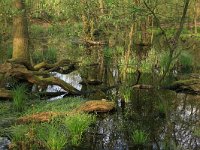 Carex elata 25, Stijve zegge, Saxifraga-Hans Boll