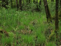 Carex elata 27, Stijve zegge, Saxifraga-Hans Boll