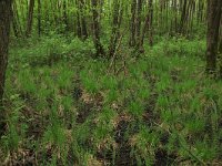 Carex elata 28, Stijve zegge, Saxifraga-Hans Boll