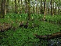 Carex elata 32, Stijve zegge, Saxifraga-Hans Boll