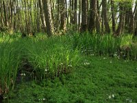 Carex elata 34, Stijve zegge, Saxifraga-Hans Boll